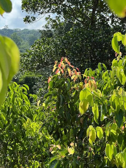 Scenic Cinnamon Grove