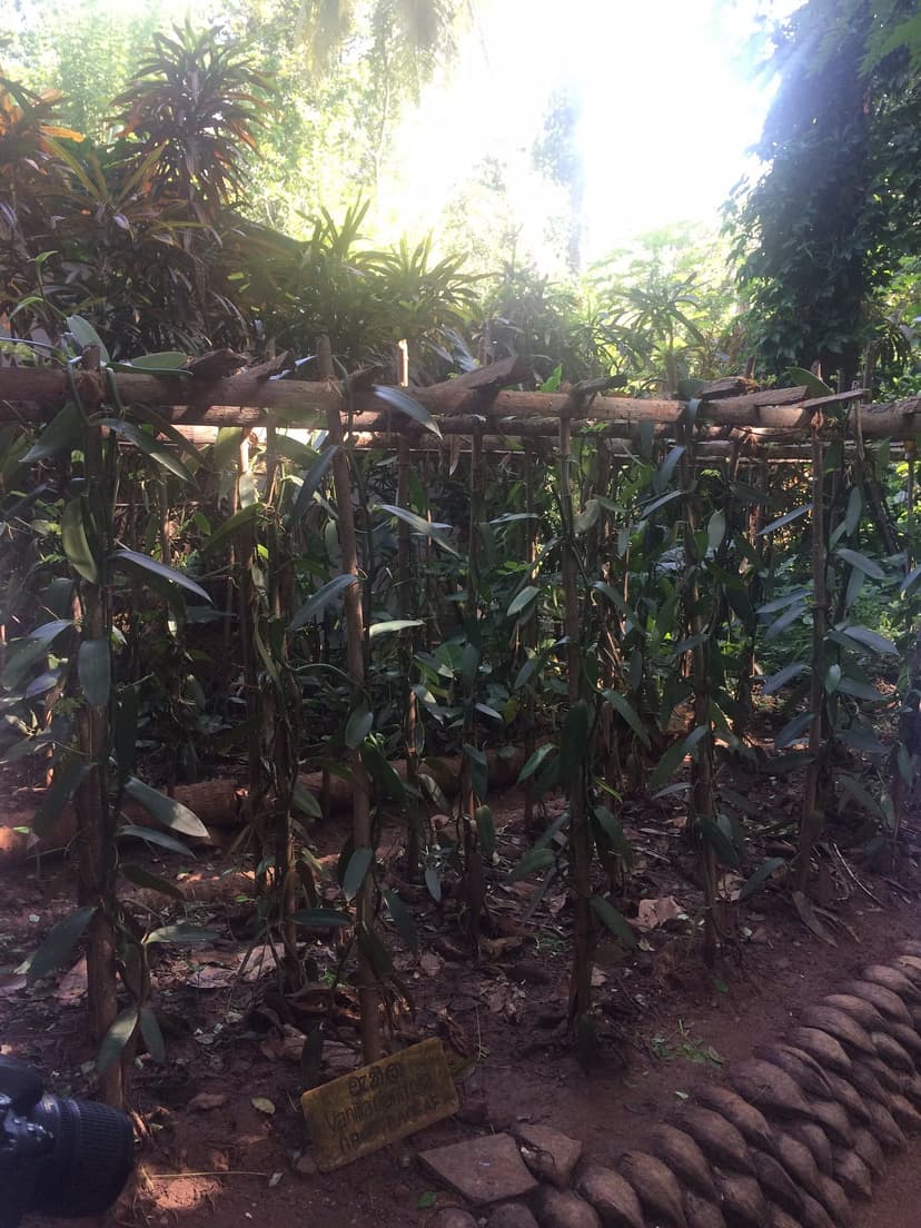 Green Vanilla Vines