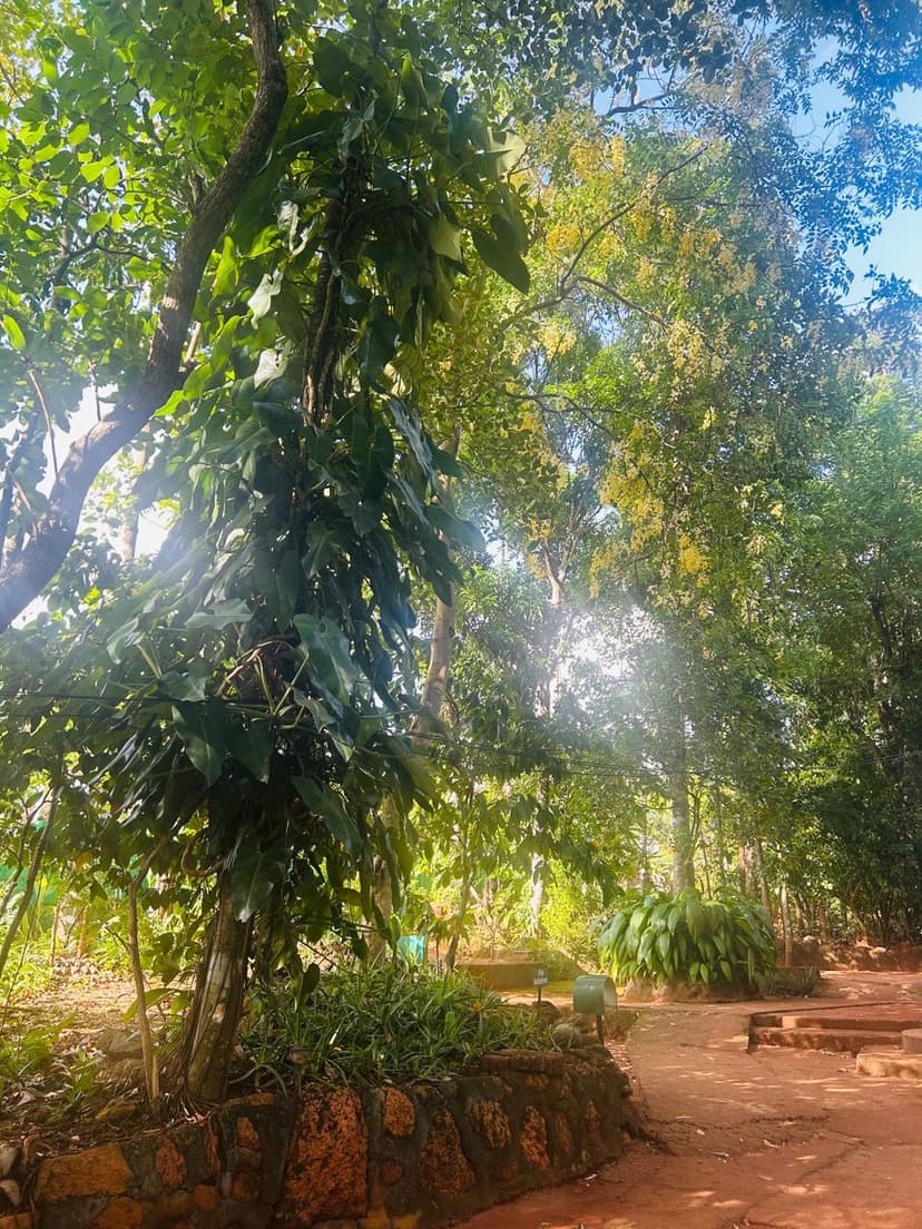 Tropical Plant Canopy